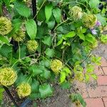 Clematis lasiantha Fruit