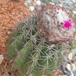 Melocactus intortus Leaf