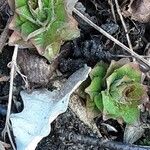 Obolaria virginica Leaf