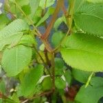 Impatiens balfourii Bark