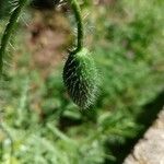 Papaver argemone Leaf