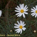 Argyranthemum foeniculaceum Други