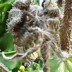 Campanula medium Fruit