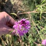 Cleomella serrulata Flower