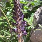 Orobanche lavandulacea Flor