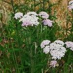 Achillea millefoliumപുഷ്പം