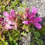 Rhododendron canadense Cvet
