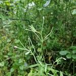 Epilobium lanceolatum Leaf