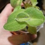 Tradescantia sillamontana Leaf