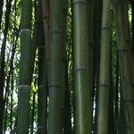 Phyllostachys reticulata Corteza