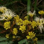 Albizia carbonaria Libunga