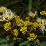 Albizia carbonaria Агульны выгляд