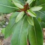Ficus craterostoma Φύλλο