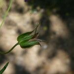 Geranium columbinum Gyümölcs