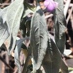 Hypoestes forskaolii Leaf