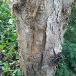 Dacryodes edulis Bark