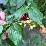 Cornus mas叶