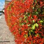 Photinia glabra Blad