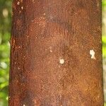 Couma guianensis Bark