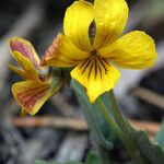 Viola purpurea Çiçek