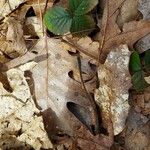 Rubus hispidus Leaf