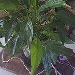 Spathiphyllum blandum Φύλλο