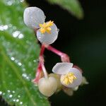 Begonia hirtella Bloem