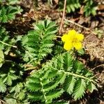 Argentina anserina Habit