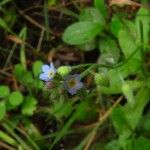 Myosotis stricta Cvet