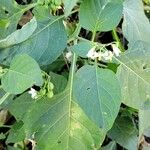 Solanum americanum Blatt