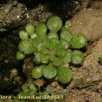 Sedum fragrans Habitus