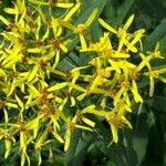 Senecio ovatusFlower