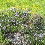 Globularia cordifolia Natur