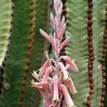 Aloe pubescens Кветка