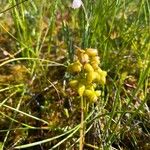 Scheuchzeria palustris Fruit