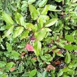 Mahonia aquifolium Hábito