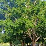 Ficus obliqua Habitus