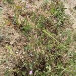 Erodium botrys Flor
