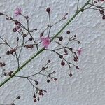 Talinum paniculatum Çiçek