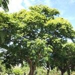 Pterocarpus rotundifolius Агульны выгляд