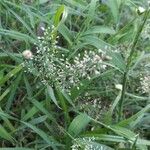Eragrostis unioloides Kvet