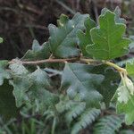 Chorilaena quercifolia Hoja