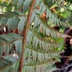 Polystichum aculeatum Mbuma