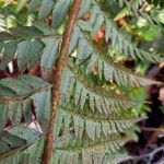 Polystichum aculeatum Frukt