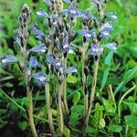 Orobanche ramosa Хабит