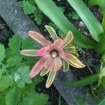 Leucadendron salignum 花