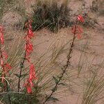 Penstemon eatonii Хабит