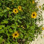 Helianthus debilis Blomma