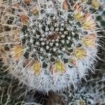 Mammillaria karwinskianaЦвят