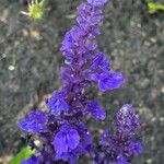 Salvia farinacea Kukka